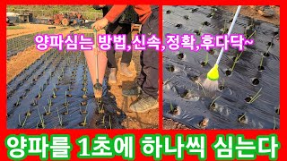 양파 1초에 하나씩 심다~양파심는 시기와방법,기계깊이