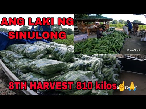 P1: 8TH HARVEST NG AMPALAYA | BIGAY TODO KAHIT NASAKTAN SA ULAN☝️🙏