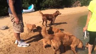 Puppies Swim in the Pond - pt 1