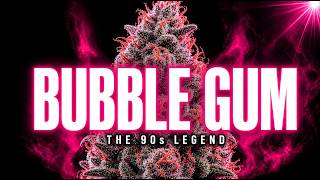 Bubble Gum: The 90s Strain That Started The Candy Era