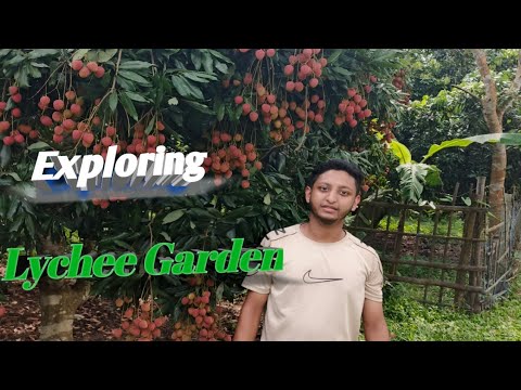 Exploring the Magical Lychee Garden – Nature’s Sweetest Secret#LycheeGarden #FruitLovers#TravelVlog