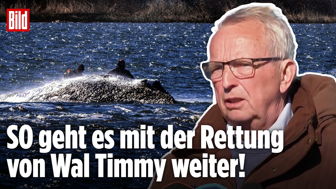 Wal-Drama in der Ostsee: SO geht es mit Buckelwal Timmy weiter – Minister Backhaus gibt Update