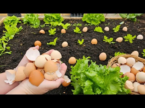 I never throw eggshells in the trash - this is how you can use them in the garden! 
