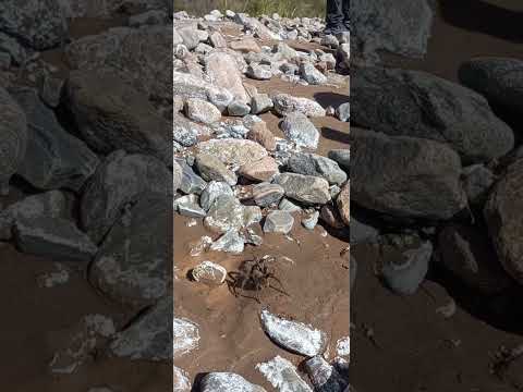 Arañita recibiendonos en el Durazno, Tinogasta, Catamarca