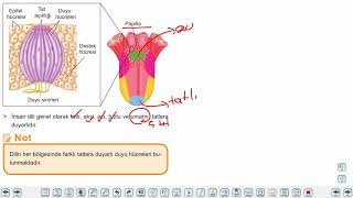 Eğitim Vadisi 11.Sınıf Biyoloji 5.Föy Duyu Organları 3 (Burun, Dil, Deri) Konu Anlatım Videoları