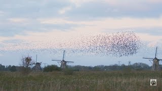 Kinderdijk spreeuwenzwermen 4K/UHD