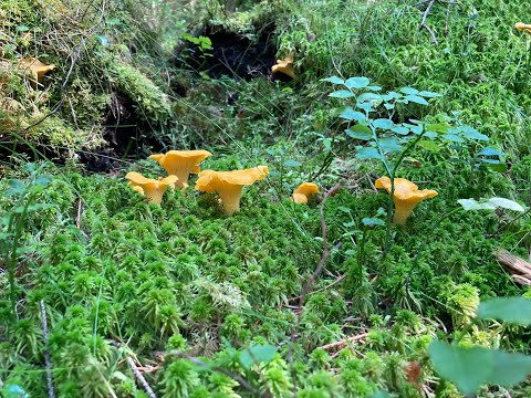 Tomas första kantarelltur 2025