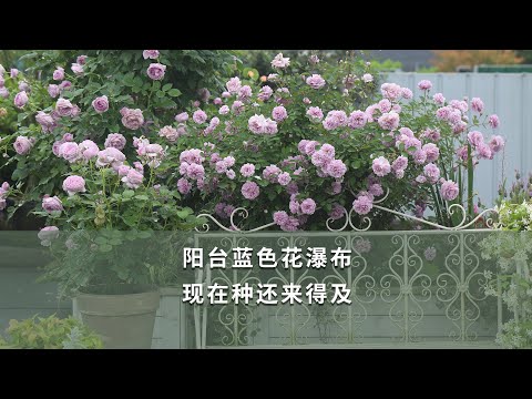 【海媽植物推薦107】陽臺藍色花瀑布，現在種還來得及 | flower