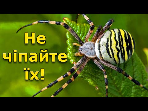 ТОП-5 отруйних павуків України, яких краще обходити стороною