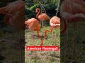 Stunning American Flamingos In Action Bright Beautiful