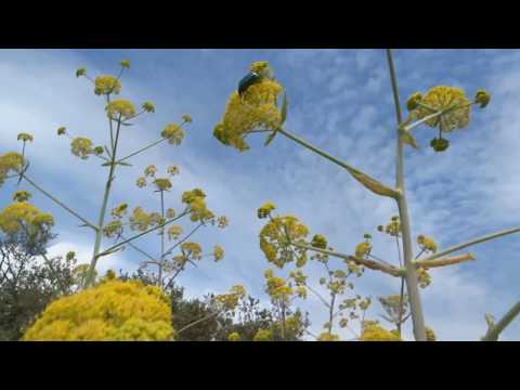 Férule commune ou  Ferula communis plante de l'Hérault Massif de la  Gardilole