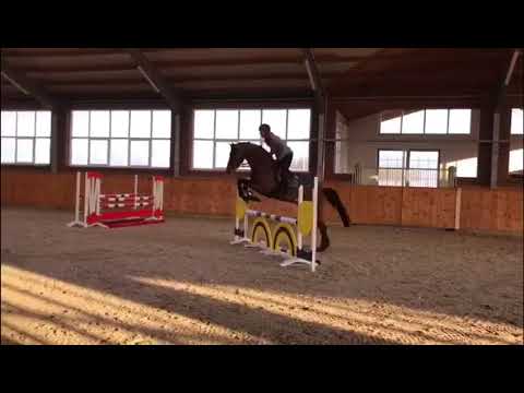 Zinedream v. Zinedine - Contender - Landadel, geb. 2014