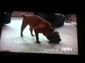 AFV