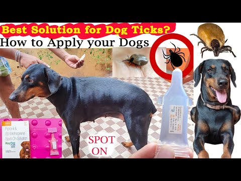 My Dogs Affected by TICKS😳😳| Really SPOT ON Works?| How To Apply SPOT ON Flea Treatment To Your Dog?