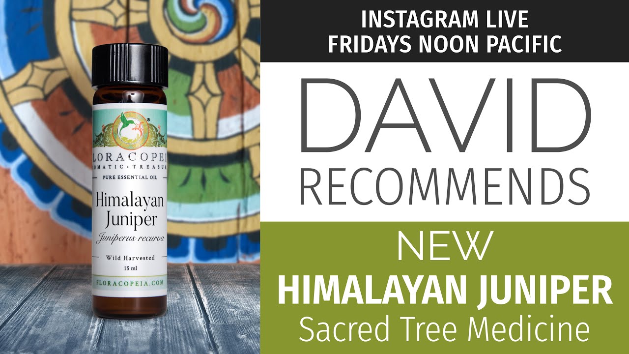 Himalayan Juniper: Sacred Tree Medicine - YouTube
