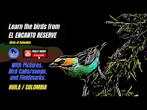 Estudia las Aves de "EL ENCANTO" (fotos -Cantos) / Learn the Birds of EL ENCANTO, HUILA (Pics-calls)