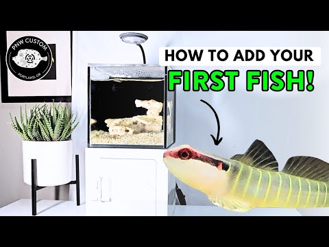 How To Add Your First Fish | Small-In-One Desktop Aquarium