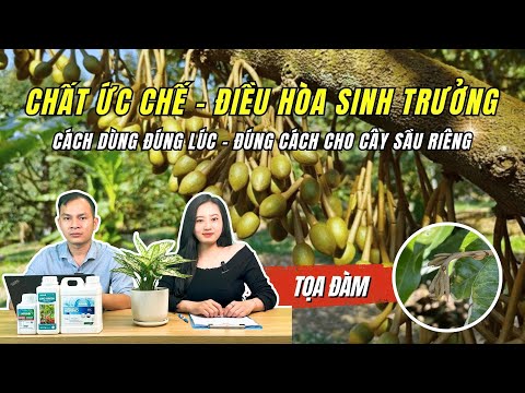 CHẤT ỨC CHẾ & ĐIỀU HÒA SINH TRƯỞNG cho Sầu riêng - Cách xài Đúng lúc - Đúng cách không thể bỏ lỡ