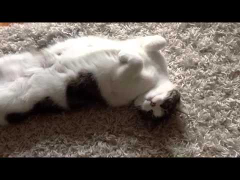 Somebody killed my cat