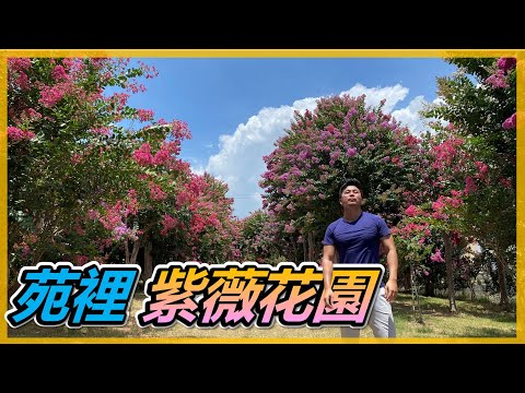 紫微植物