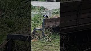 Marianne  Faithfull- This  Little Bird  (with  lyric)