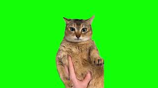 Tole tole cat (Mei Mei) green screen