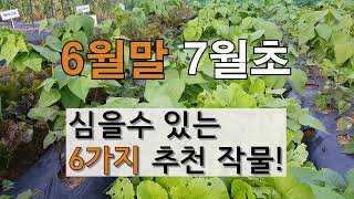 6월 말 7월 초순에 심을 수 있는 6가지 추천 작물!