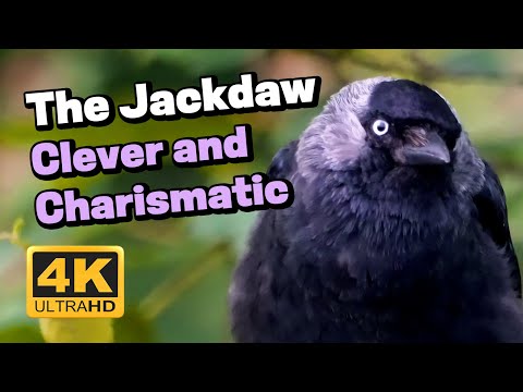 The Jackdaw - A Clever & Charismatic Corvid #birds