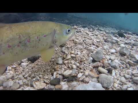 Vrlijika River.  Softmouth trout spawning behaviour