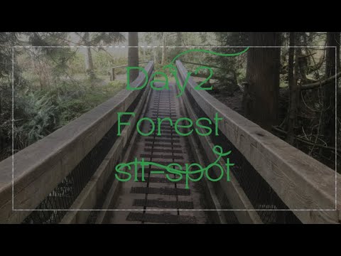 Beautiful Day 2/30 Sit-Spot Challenge in this beautiful forest. Invitation today was “Gratitude”