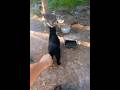 Black Cat Hisses At Me Slaps At Gray Tabby Shorts