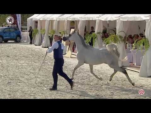 N.75 ANAWA - European Championship 2020 - Prague - Mares 7-9 Years Old (Class 9)