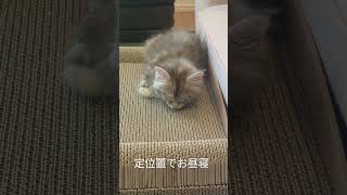 メインクーンのあかねちゃん（定位置でお昼寝）