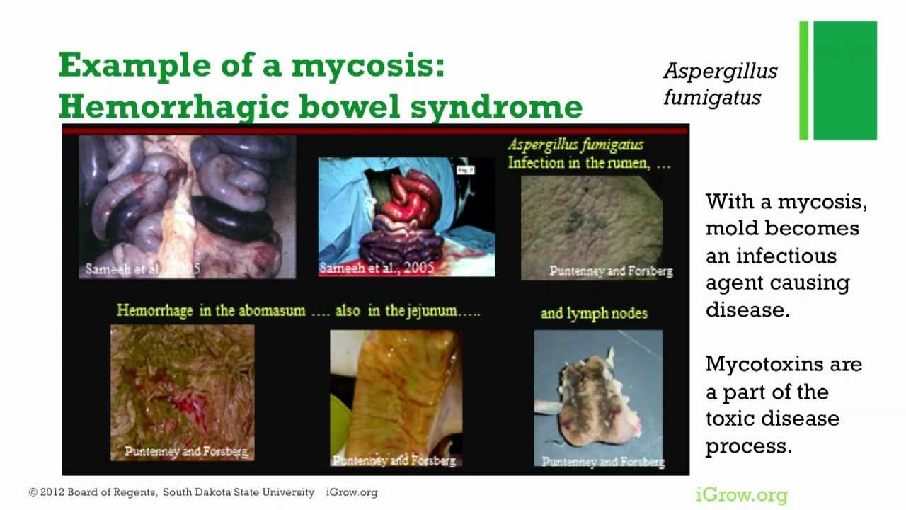 Molds and Mycotoxins in Dairy Feeds