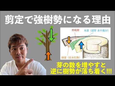  2022年の月の果樹の剪定について知っておくべきことは何ですか?剪定について知っておくべきヒント  庭園