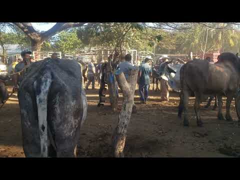 Tiangue de El Tránsito, San Miguel, El Salvador, martes 10 de marzo 2026