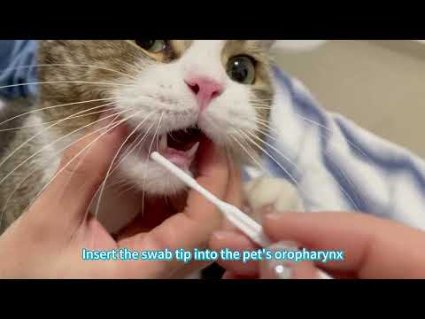 Sample Collection Video for Pluslife Veterinary Tests