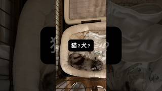 #ペット#チワワ#ロングコートチワワ