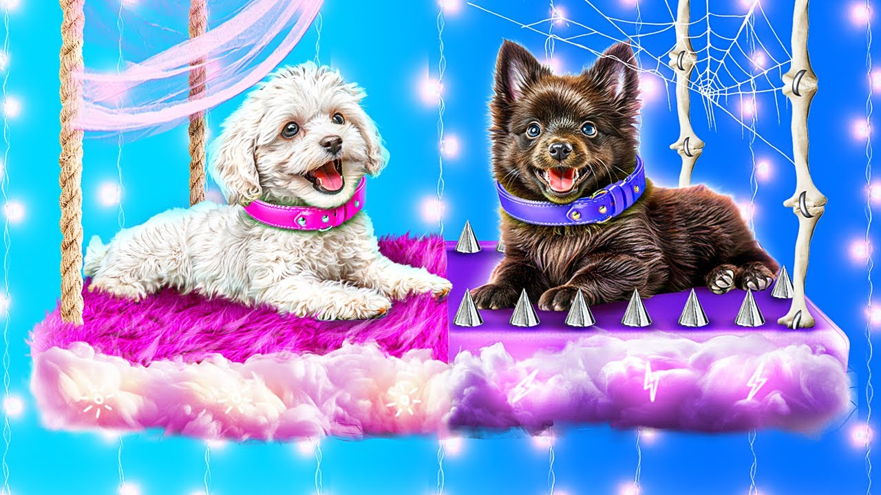 Construímos um Beliche para Animais de Estimação!