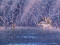 Sailor Moon Season 4 Opening HD Creditless