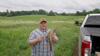 How to set pheasants or chukar for training.