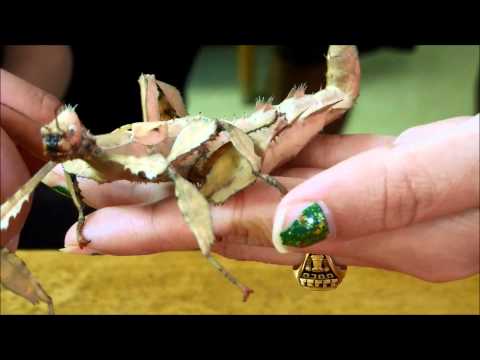 Strašilka ostnatá (Extatosoma tiaratum) — giant prickly stick insect, vzhľad a správanie druhu