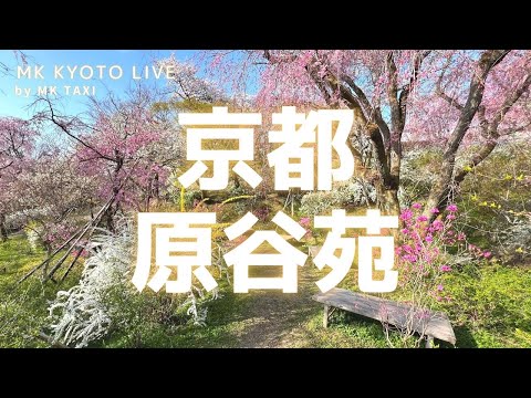 【京都桜】〈原谷苑〉まるで別世界のような空間。朝の原谷苑〈京都散歩〉
