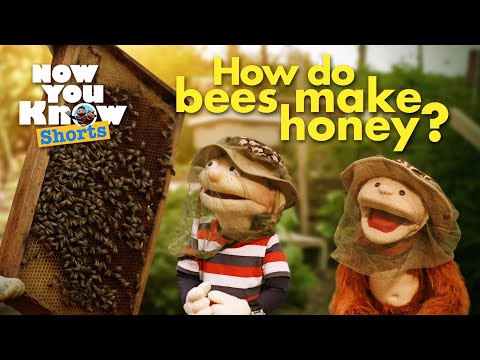 🐝How do Bees Make Honey?🍯 | Now You Know | Learning for Kids 🧑🏻🐵