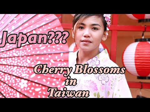 download lagu mp3 mp4 Formosan Cherry Tree, download lagu Formosan Cherry Tree gratis, unduh video klip Formosan Cherry Tree