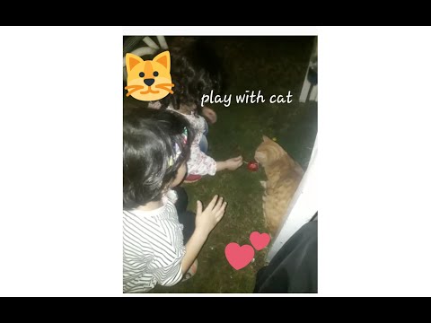 Playing with cat | little girl plays with cat | cat is my friend