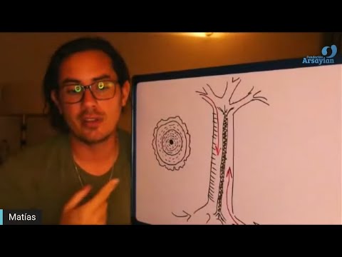 Day 346 TRUNK - Matias De Stefano - English Edit