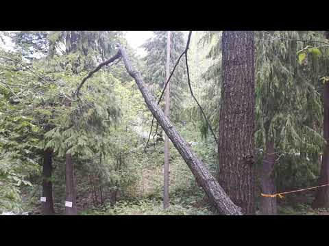 Rally degli Abeti 2019 ps le torri - fine prova(2)