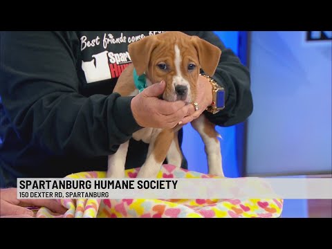 Pet of the Week: Celia - YouTube
