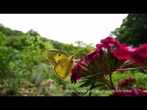 庭の蝶の飛翔2021
